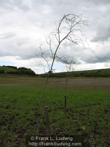 Lough Nasool Drained (2006)